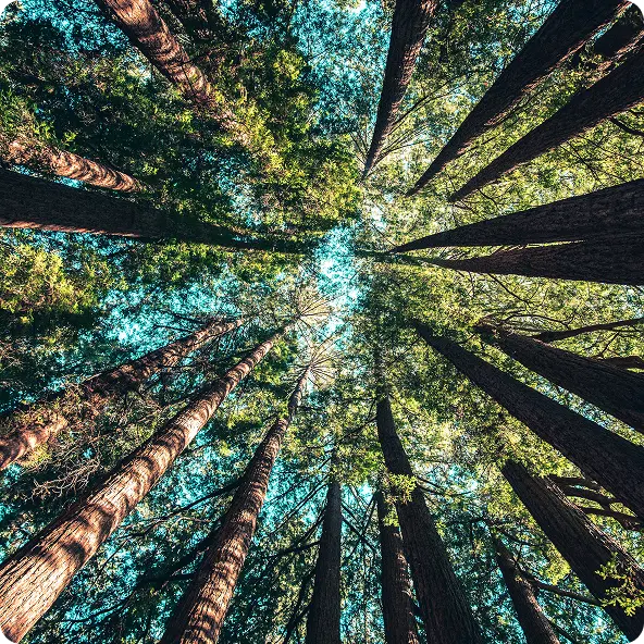 view looking up into the towering canopy of a lush redwood forest